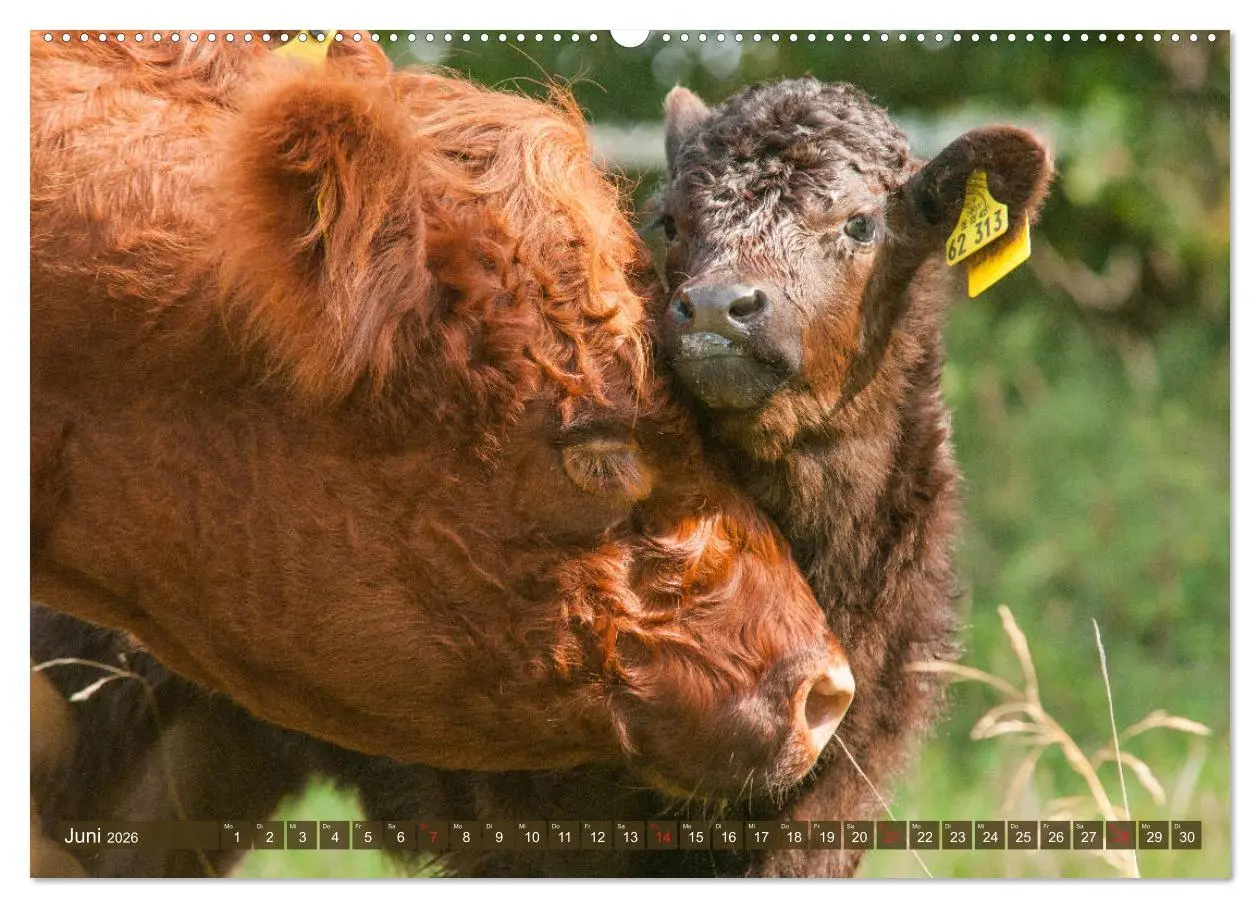 Bild: 9783457762486 | Galloway Kälbchen - Liebenswert und lockig (Wandkalender 2026 DIN...