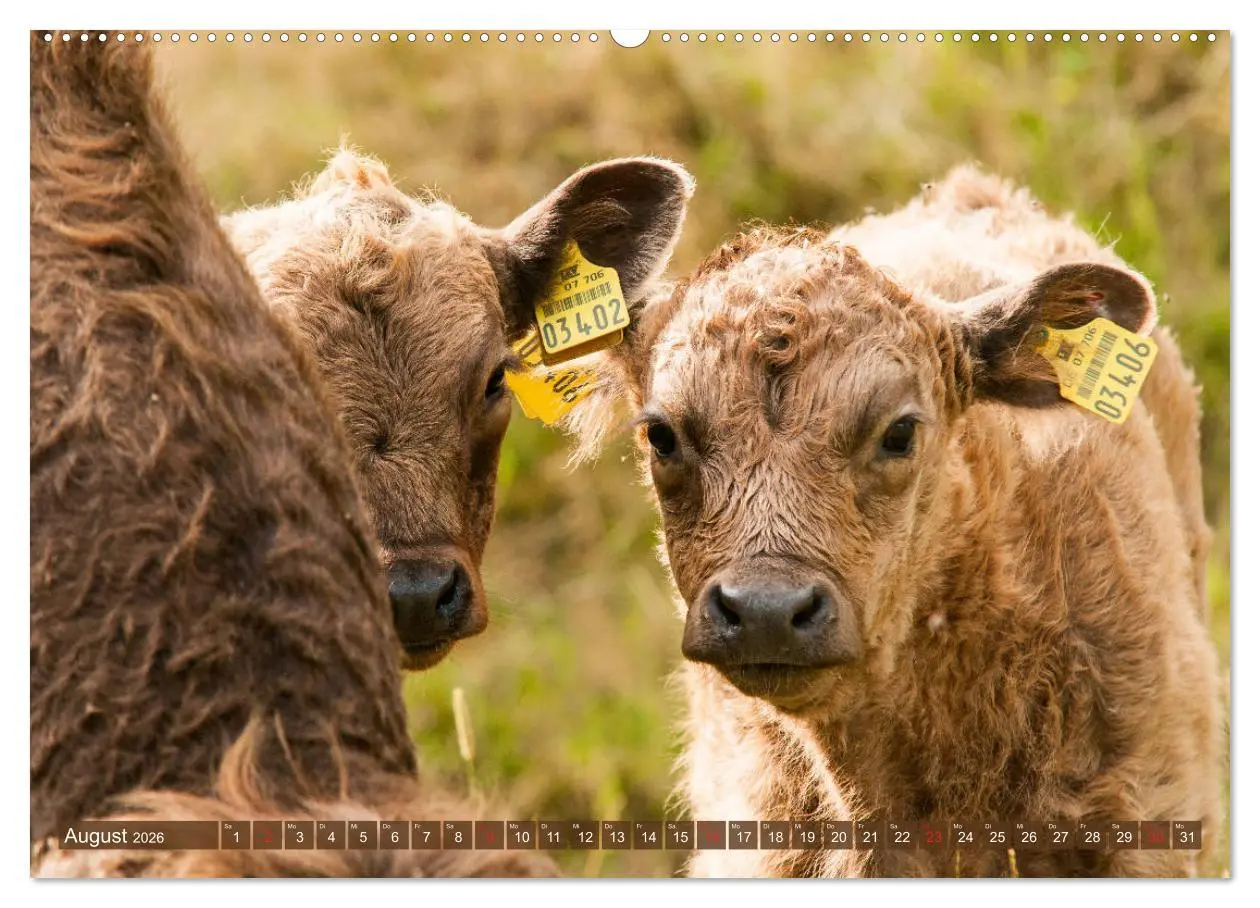 Bild: 9783457762486 | Galloway Kälbchen - Liebenswert und lockig (Wandkalender 2026 DIN...