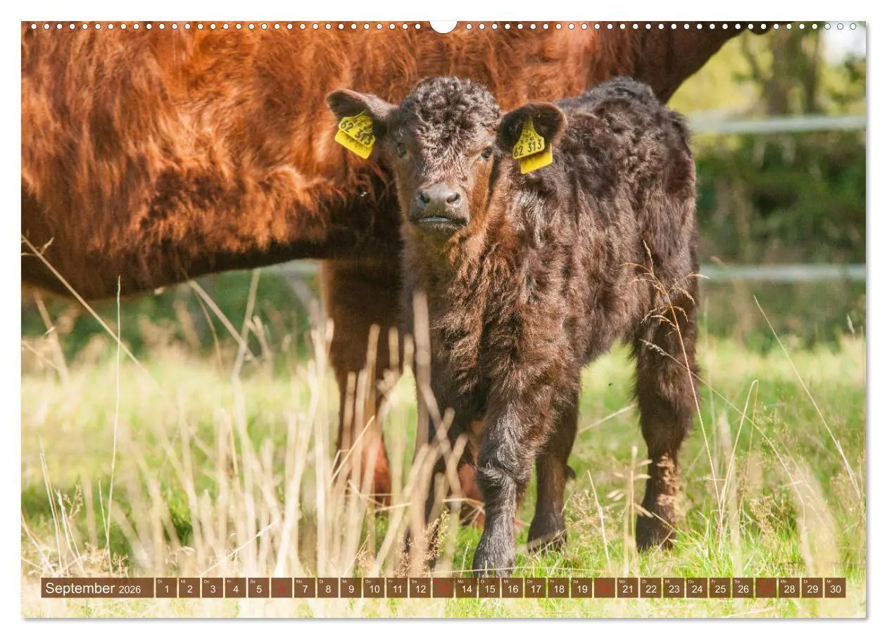 Bild: 9783457762486 | Galloway Kälbchen - Liebenswert und lockig (Wandkalender 2026 DIN...