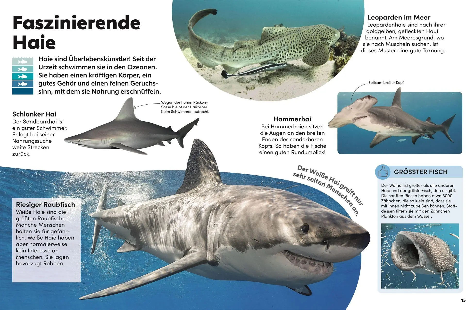 Bild: 9783831052486 | memo Wissen Kids. Das Meer | DK Verlag - Kids | Buch | 56 S. | Deutsch