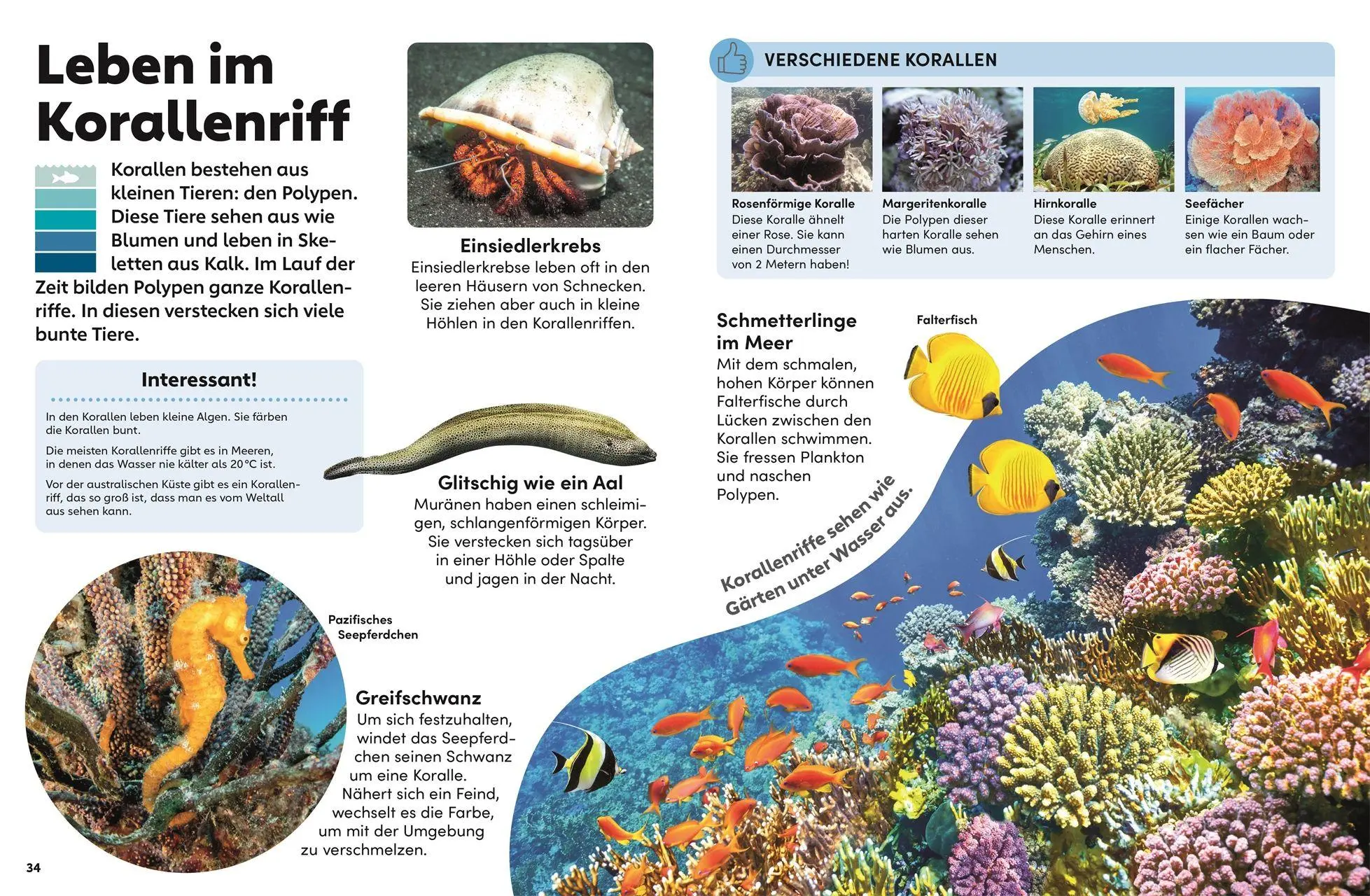 Bild: 9783831052486 | memo Wissen Kids. Das Meer | DK Verlag - Kids | Buch | 56 S. | Deutsch