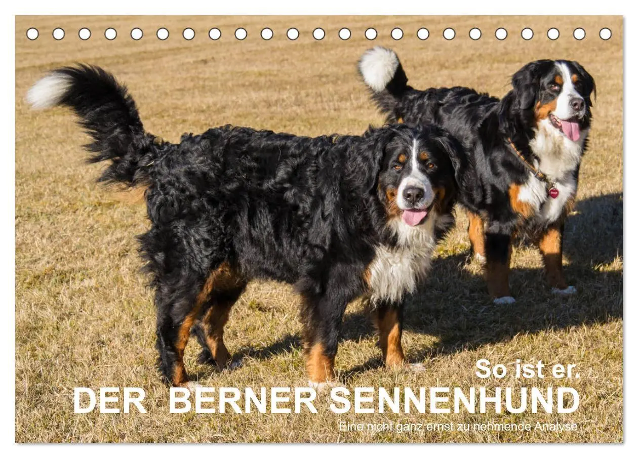 Cover: 9783457752586 | So ist er. Der Berner Sennenhund (Tischkalender 2026 DIN A5 quer),...