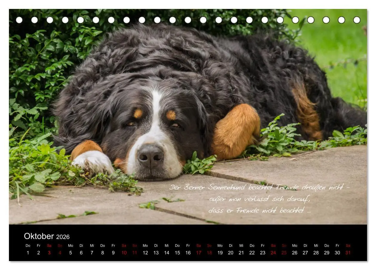 Bild: 9783457752586 | So ist er. Der Berner Sennenhund (Tischkalender 2026 DIN A5 quer),...