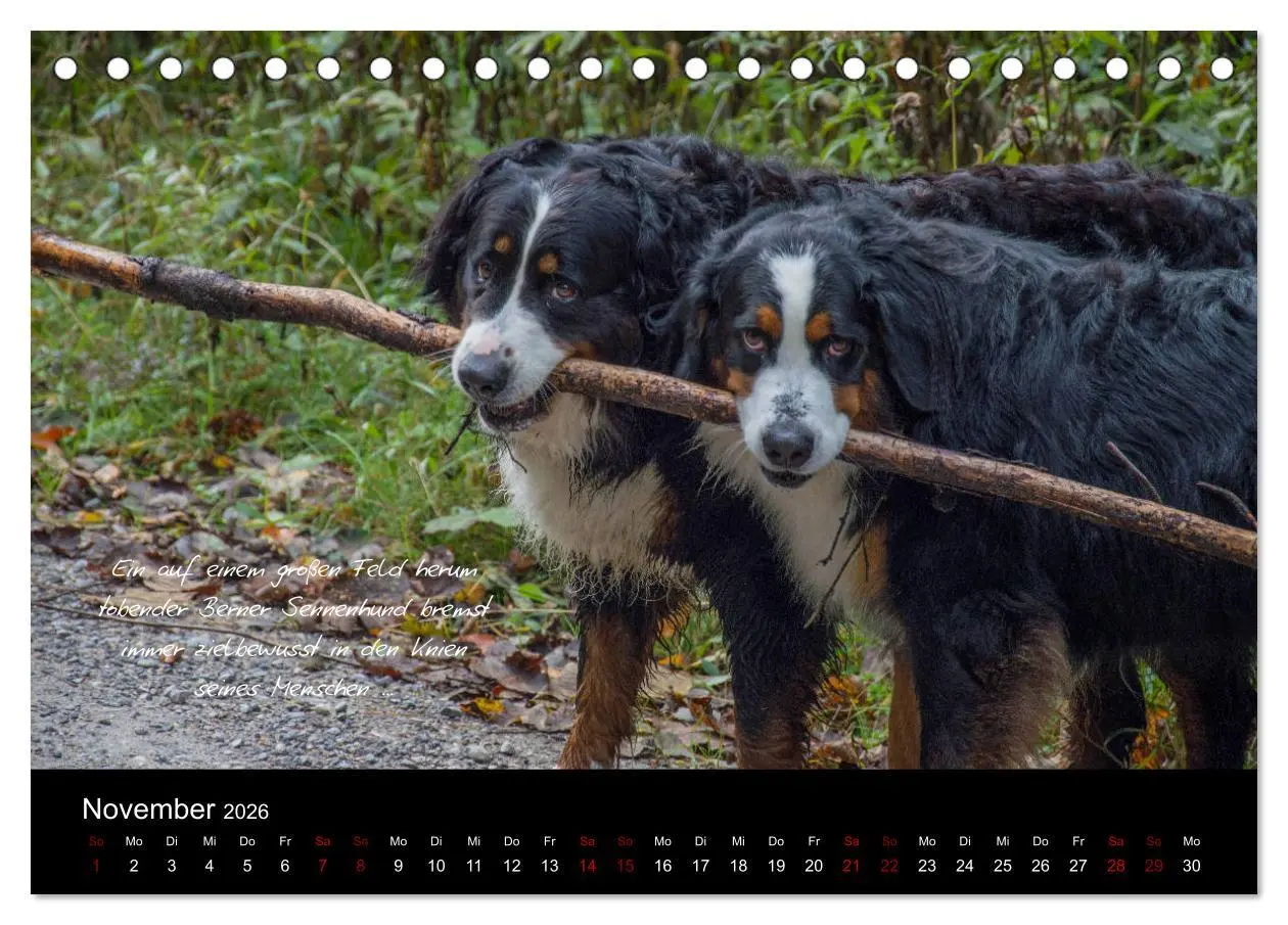 Bild: 9783457752586 | So ist er. Der Berner Sennenhund (Tischkalender 2026 DIN A5 quer),...