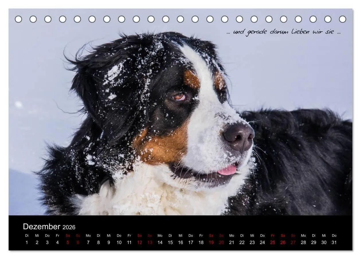 Bild: 9783457752586 | So ist er. Der Berner Sennenhund (Tischkalender 2026 DIN A5 quer),...