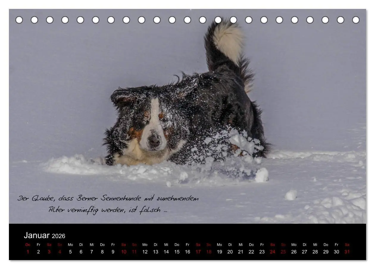 Bild: 9783457752586 | So ist er. Der Berner Sennenhund (Tischkalender 2026 DIN A5 quer),...