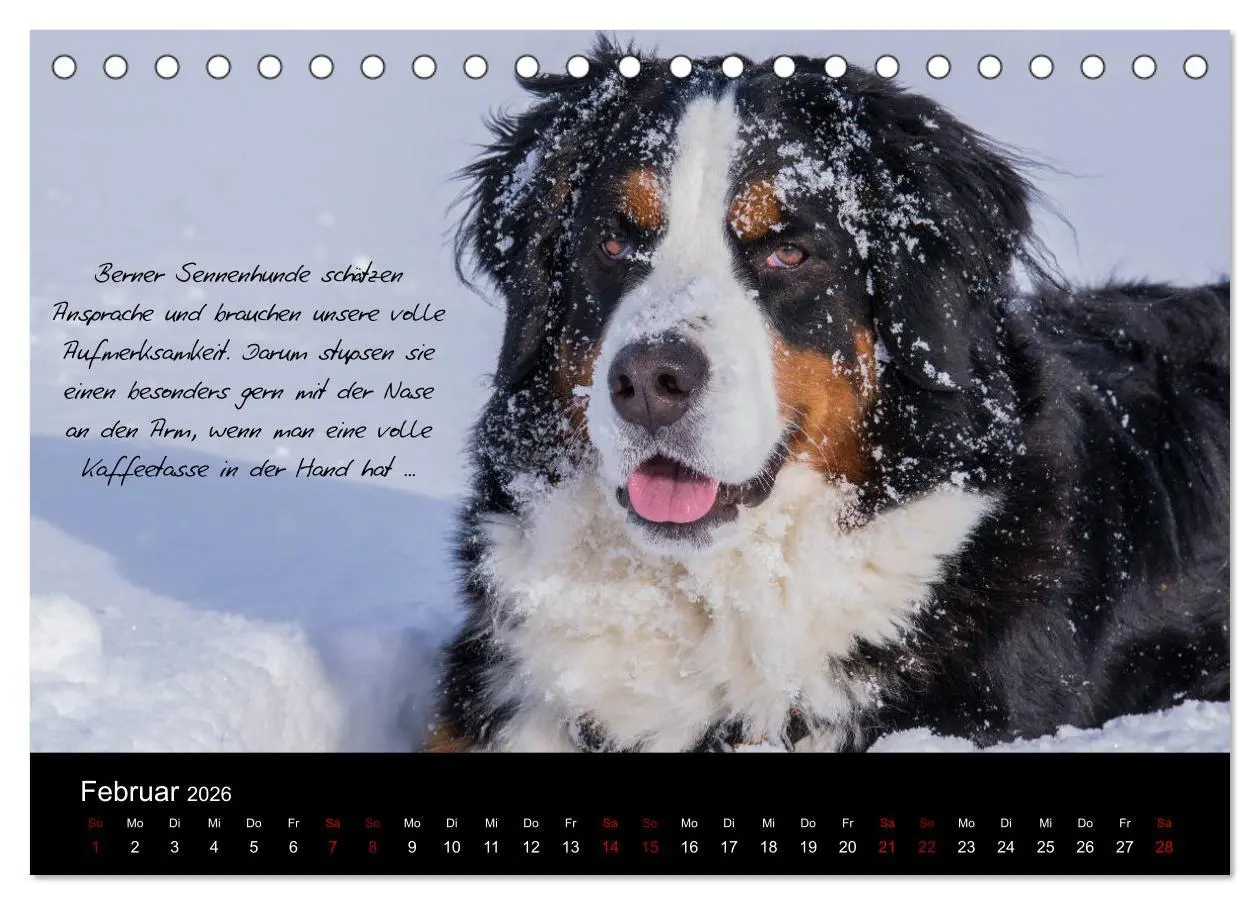 Bild: 9783457752586 | So ist er. Der Berner Sennenhund (Tischkalender 2026 DIN A5 quer),...