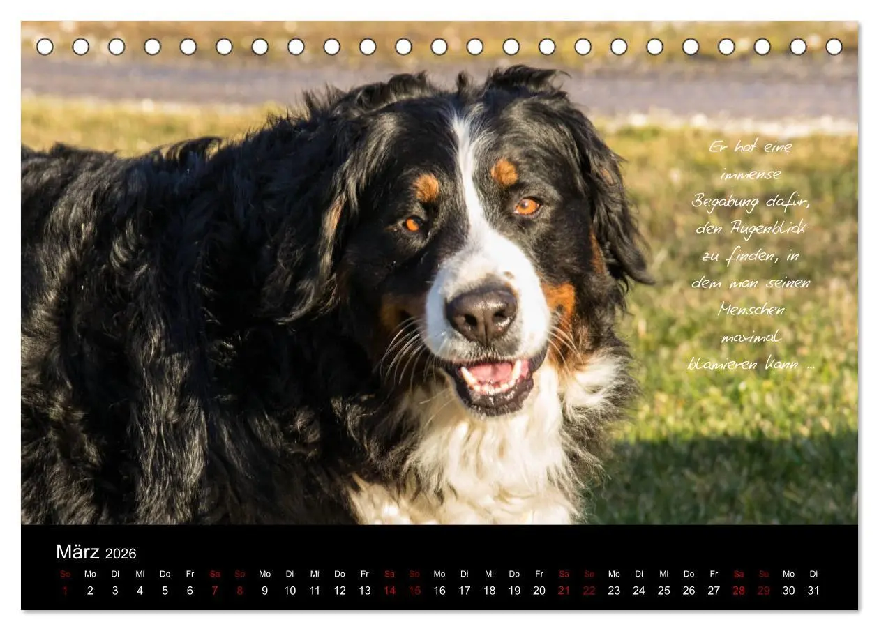 Bild: 9783457752586 | So ist er. Der Berner Sennenhund (Tischkalender 2026 DIN A5 quer),...