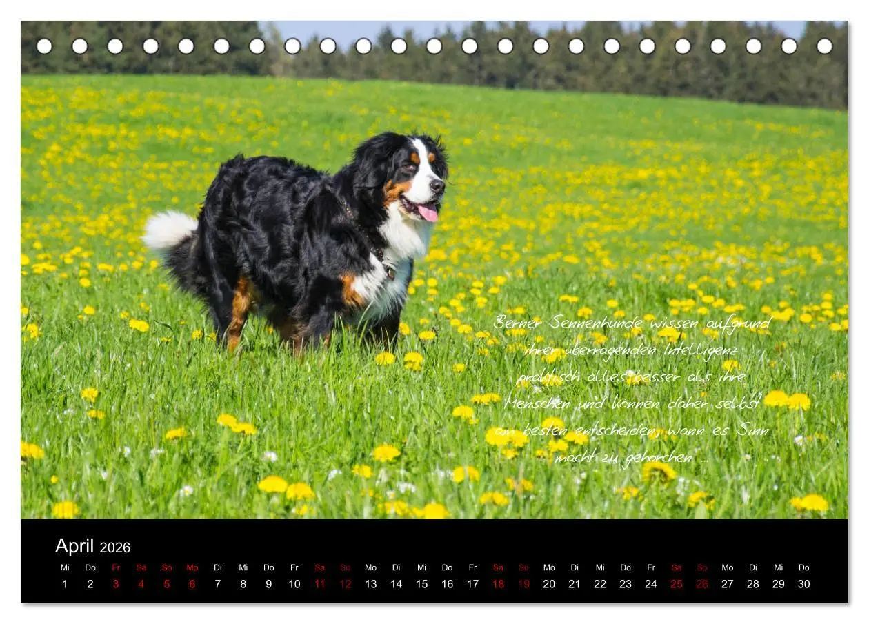 Bild: 9783457752586 | So ist er. Der Berner Sennenhund (Tischkalender 2026 DIN A5 quer),...