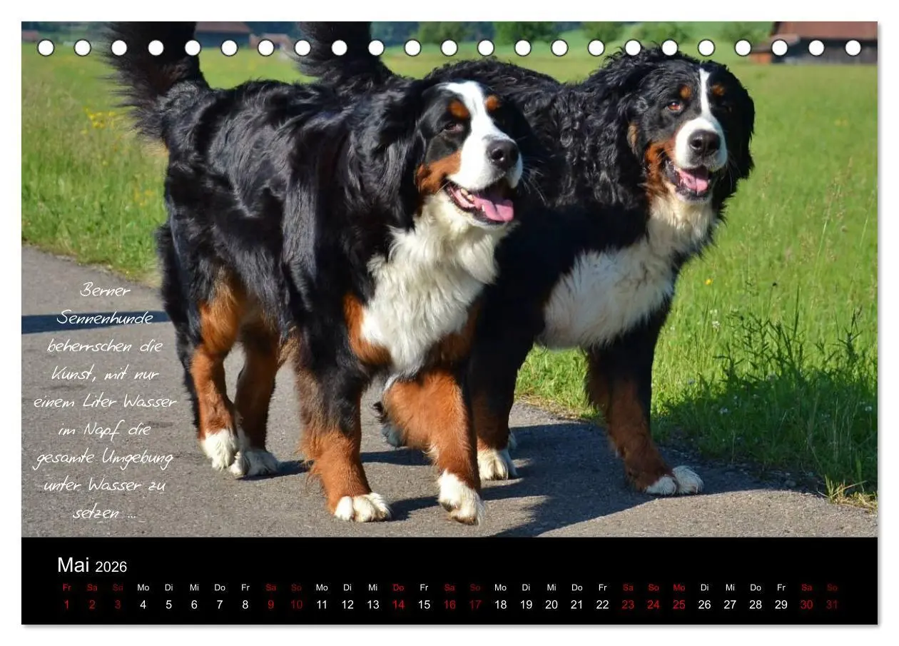 Bild: 9783457752586 | So ist er. Der Berner Sennenhund (Tischkalender 2026 DIN A5 quer),...