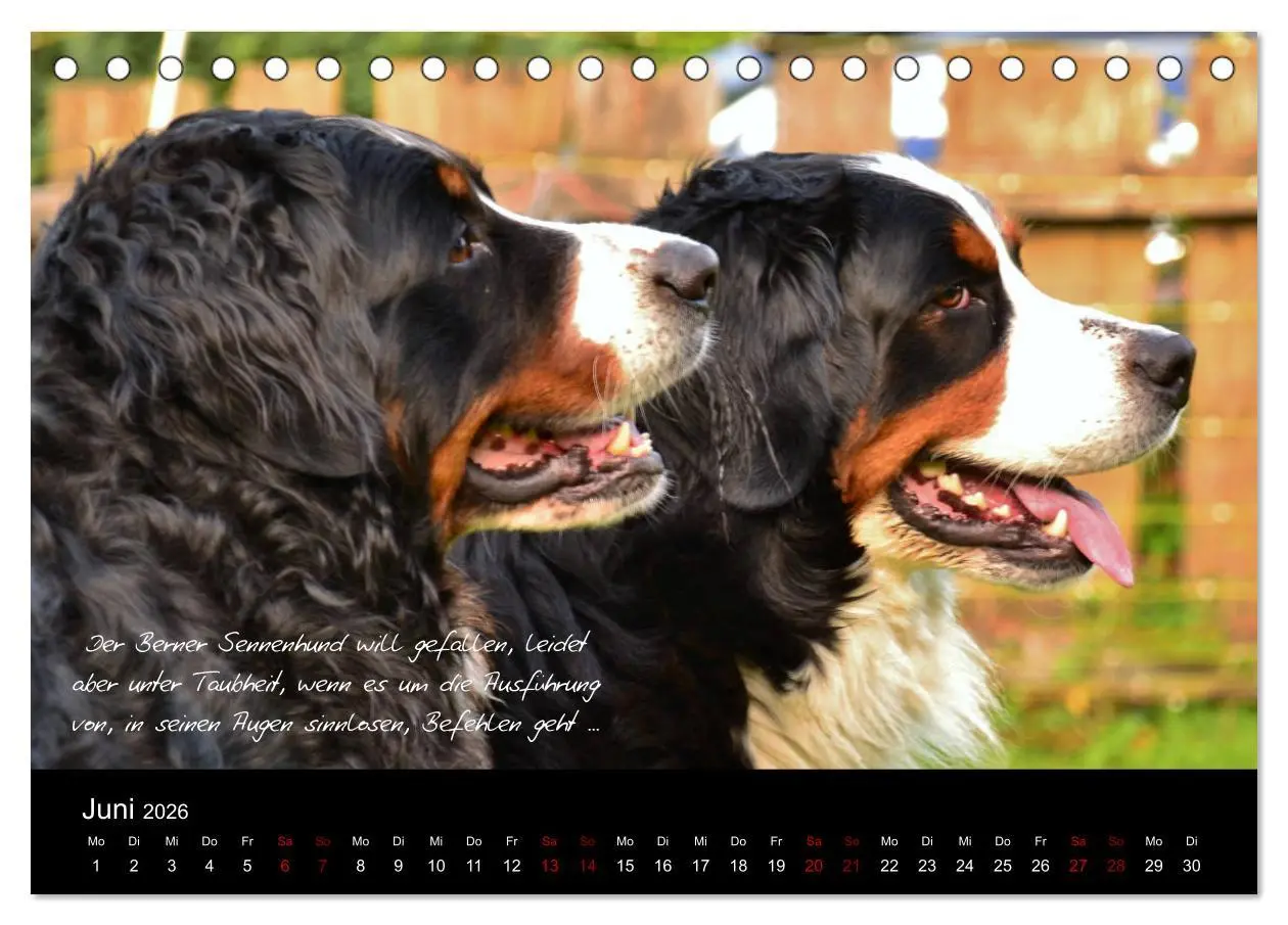 Bild: 9783457752586 | So ist er. Der Berner Sennenhund (Tischkalender 2026 DIN A5 quer),...