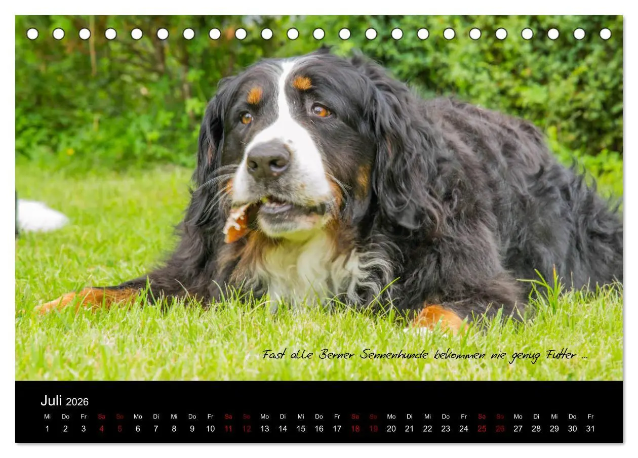 Bild: 9783457752586 | So ist er. Der Berner Sennenhund (Tischkalender 2026 DIN A5 quer),...