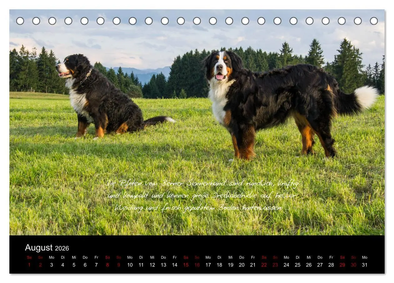 Bild: 9783457752586 | So ist er. Der Berner Sennenhund (Tischkalender 2026 DIN A5 quer),...