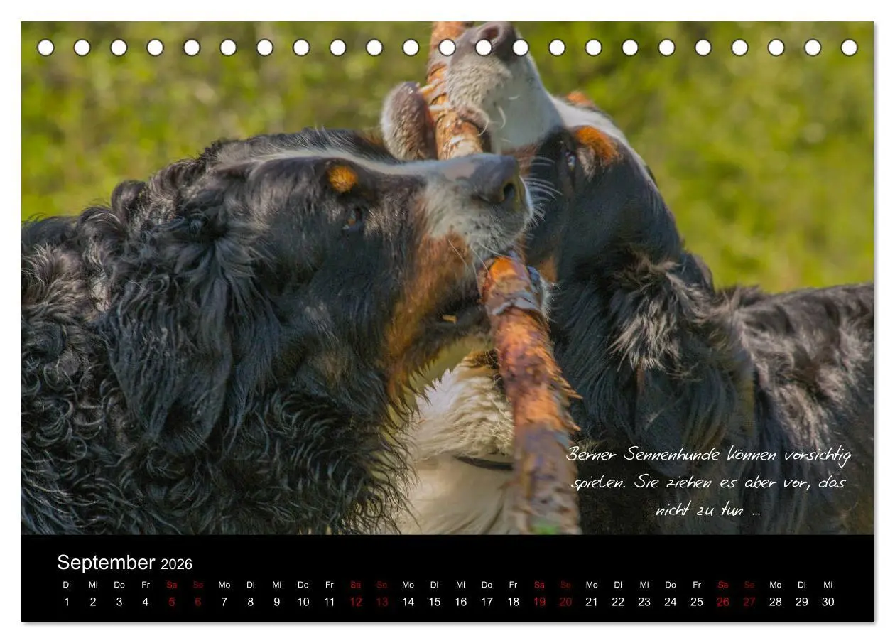 Bild: 9783457752586 | So ist er. Der Berner Sennenhund (Tischkalender 2026 DIN A5 quer),...