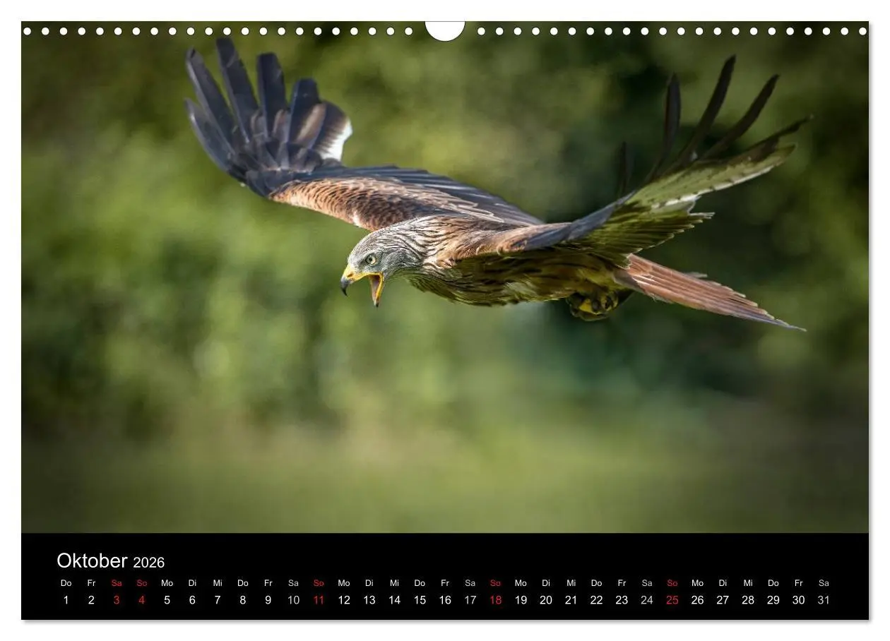 Bild: 9783516082586 | Schönheiten der Lüfte - Greifvögel (Wandkalender 2026 DIN A3 quer),...