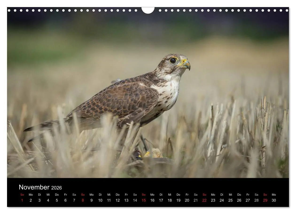 Bild: 9783516082586 | Schönheiten der Lüfte - Greifvögel (Wandkalender 2026 DIN A3 quer),...