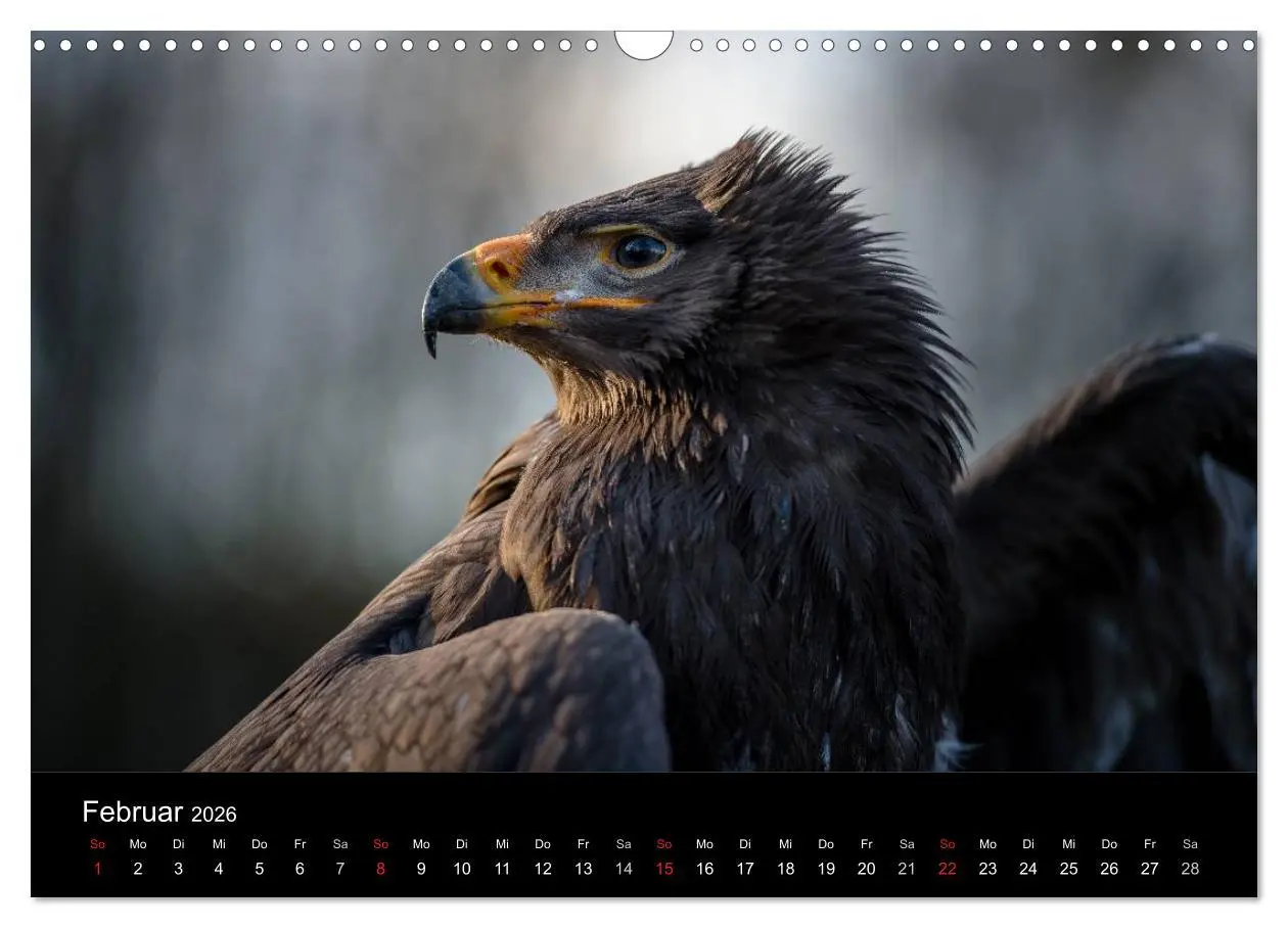 Bild: 9783516082586 | Schönheiten der Lüfte - Greifvögel (Wandkalender 2026 DIN A3 quer),...