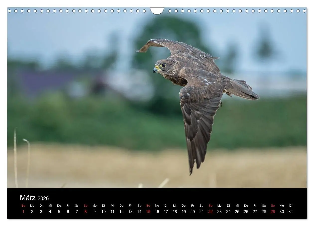 Bild: 9783516082586 | Schönheiten der Lüfte - Greifvögel (Wandkalender 2026 DIN A3 quer),...