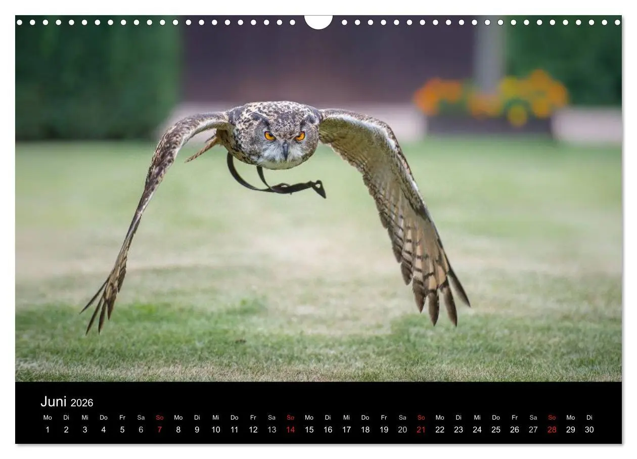 Bild: 9783516082586 | Schönheiten der Lüfte - Greifvögel (Wandkalender 2026 DIN A3 quer),...