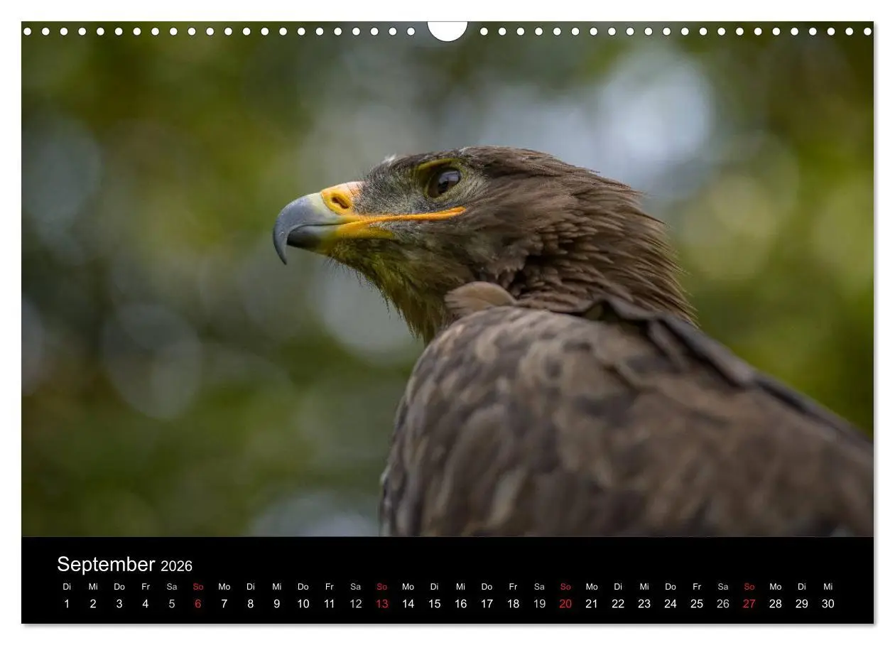 Bild: 9783516082586 | Schönheiten der Lüfte - Greifvögel (Wandkalender 2026 DIN A3 quer),...
