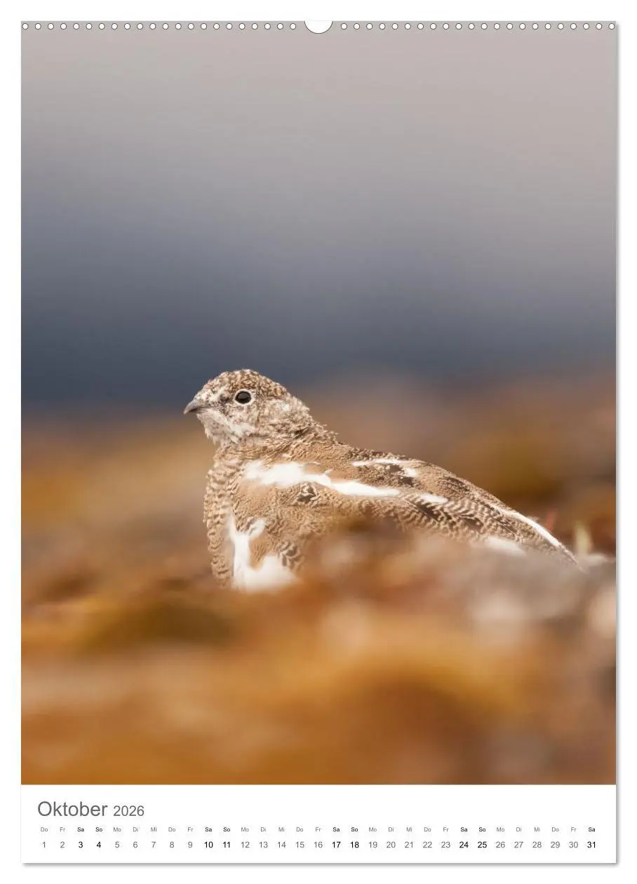 Bild: 9783516292886 | Die Arktis - Naturfotografien aus Spitzbergen (hochwertiger Premium...