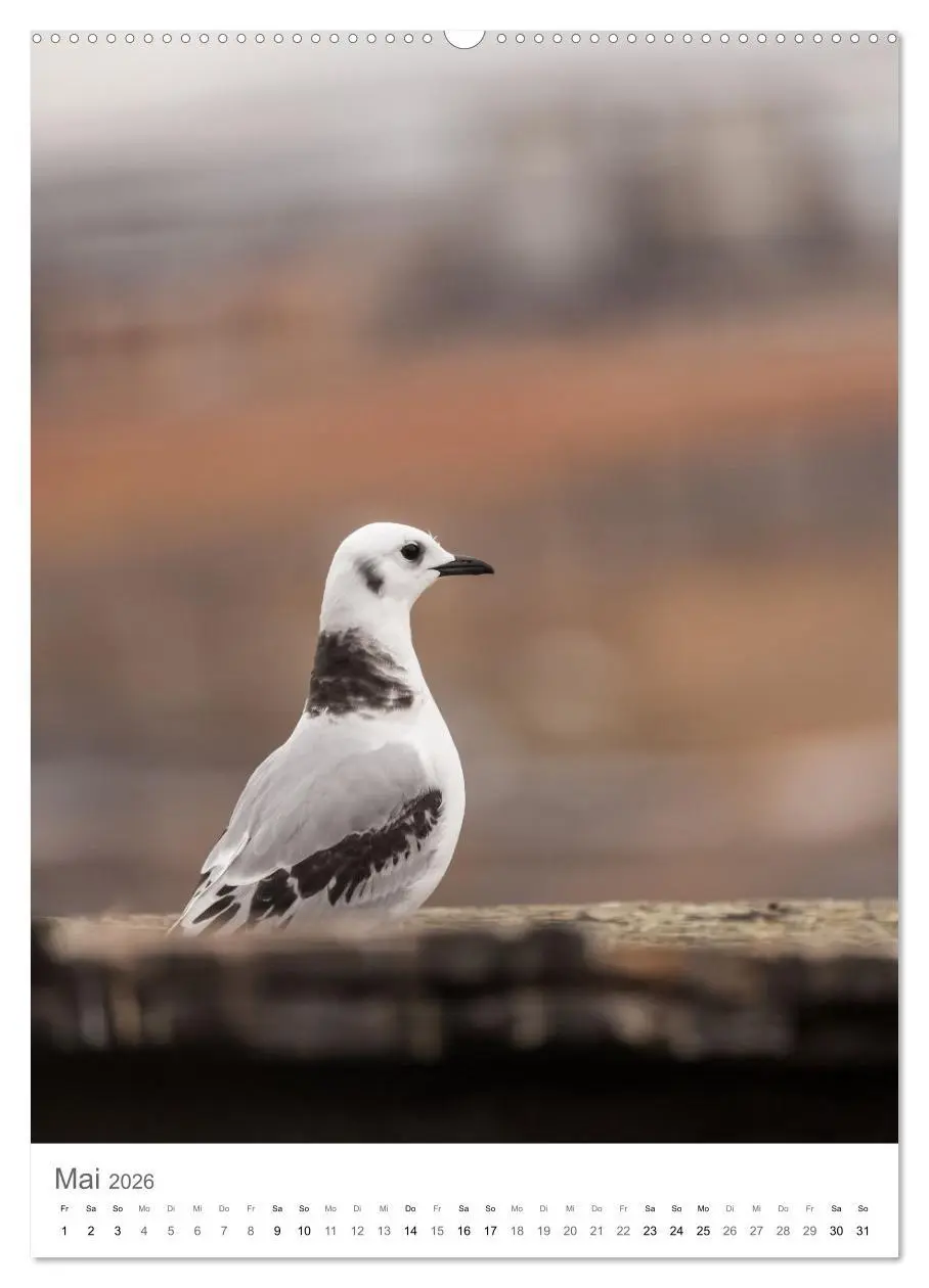 Bild: 9783516292886 | Die Arktis - Naturfotografien aus Spitzbergen (hochwertiger Premium...