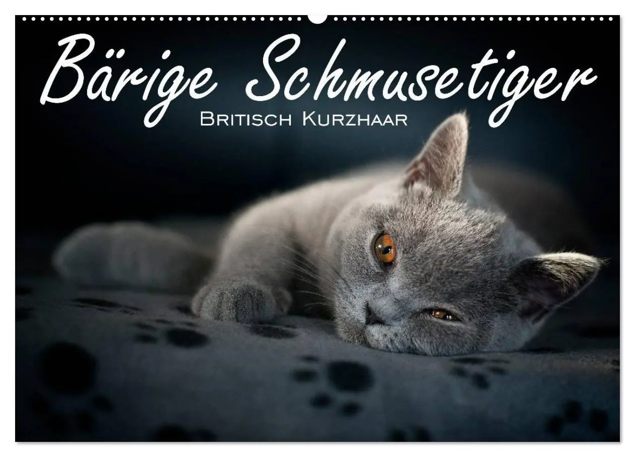 Cover: 9783516163186 | Bärige Schmusetiger - Britisch Kurzhaar (Wandkalender 2026 DIN A2...