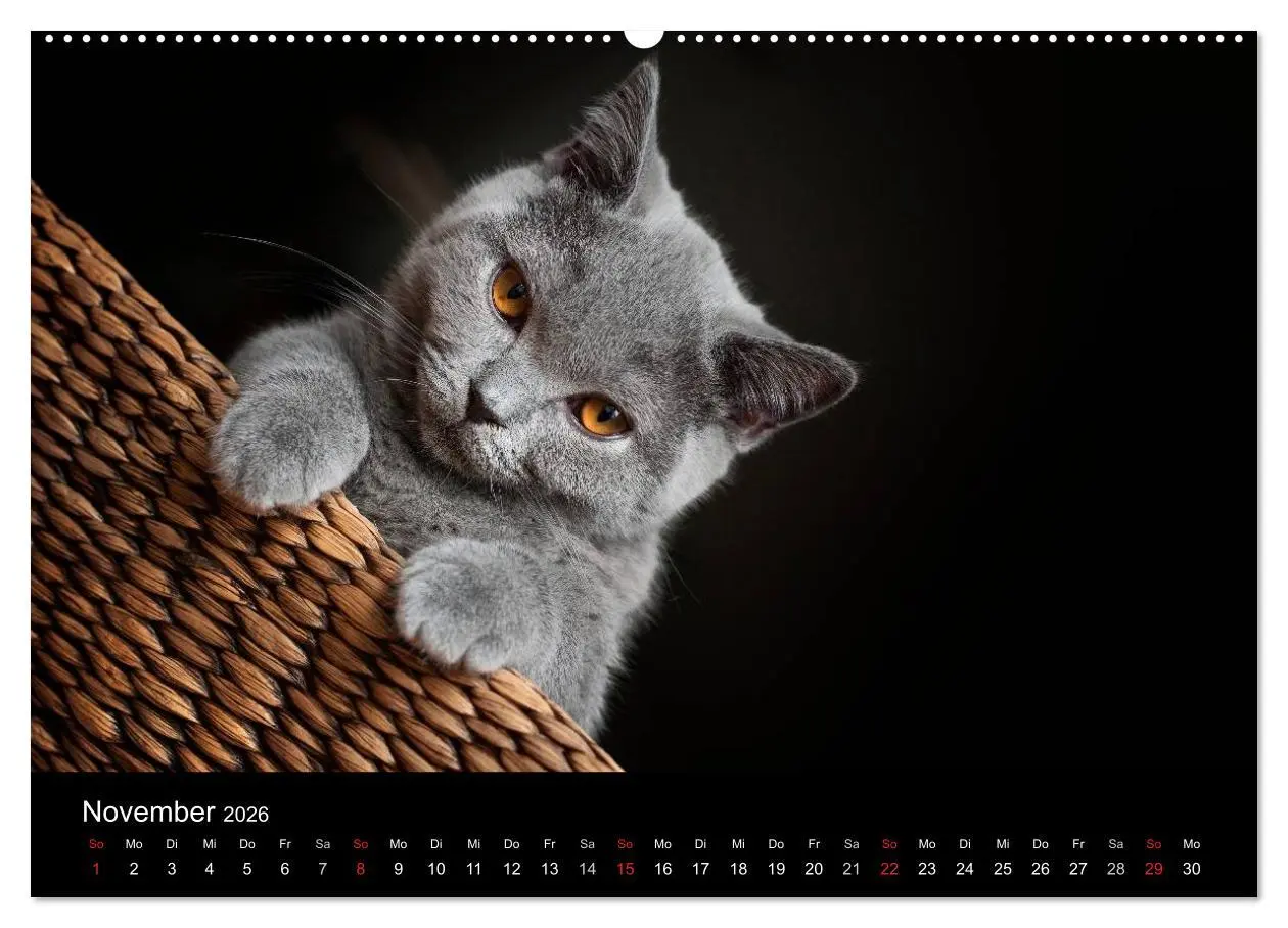 Bild: 9783516163186 | Bärige Schmusetiger - Britisch Kurzhaar (Wandkalender 2026 DIN A2...