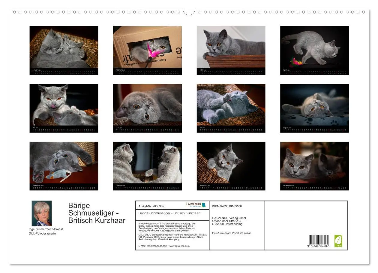 Bild: 9783516163186 | Bärige Schmusetiger - Britisch Kurzhaar (Wandkalender 2026 DIN A2...