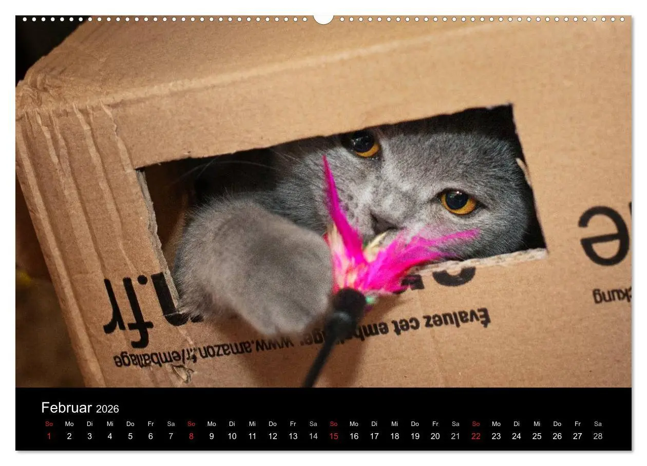 Bild: 9783516163186 | Bärige Schmusetiger - Britisch Kurzhaar (Wandkalender 2026 DIN A2...