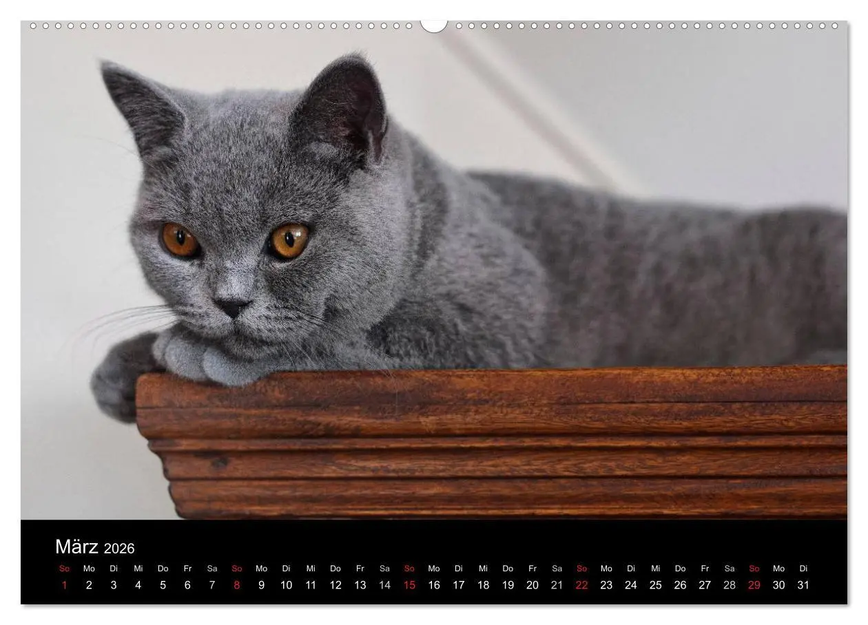 Bild: 9783516163186 | Bärige Schmusetiger - Britisch Kurzhaar (Wandkalender 2026 DIN A2...