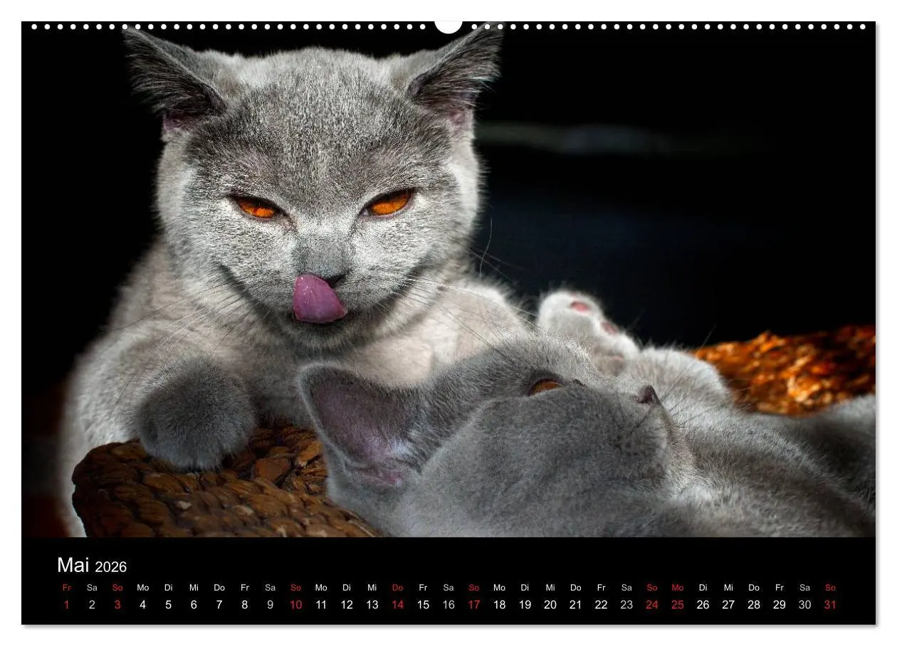 Bild: 9783516163186 | Bärige Schmusetiger - Britisch Kurzhaar (Wandkalender 2026 DIN A2...