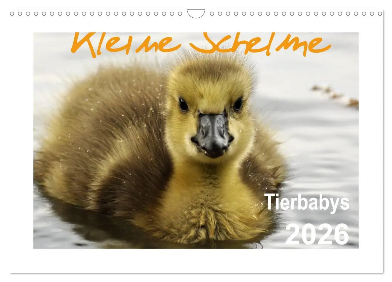 Cover: 9783516233186 | Kleine Schelme - Tierbabys (Wandkalender 2026 DIN A3 quer),...