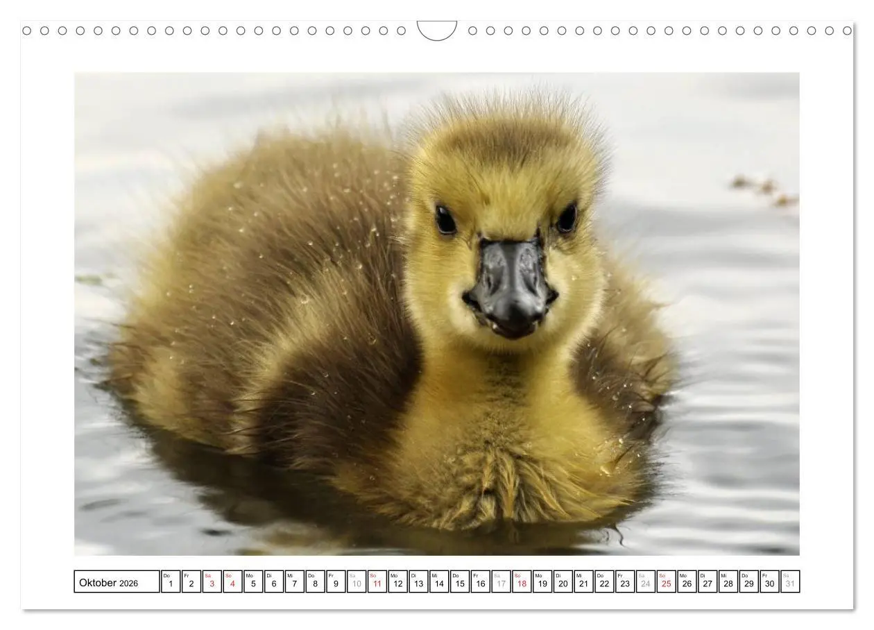 Bild: 9783516233186 | Kleine Schelme - Tierbabys (Wandkalender 2026 DIN A3 quer),...