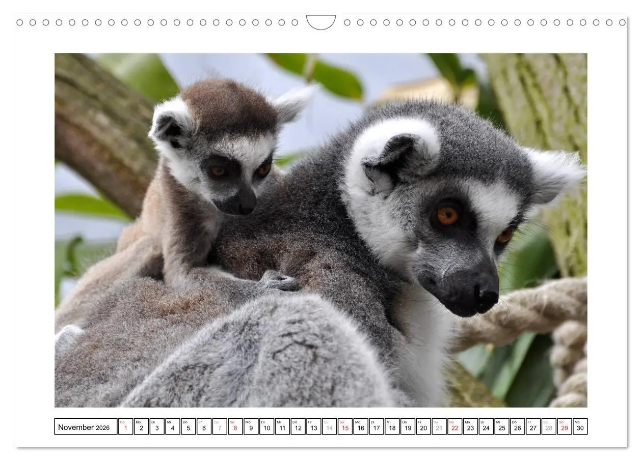 Bild: 9783516233186 | Kleine Schelme - Tierbabys (Wandkalender 2026 DIN A3 quer),...