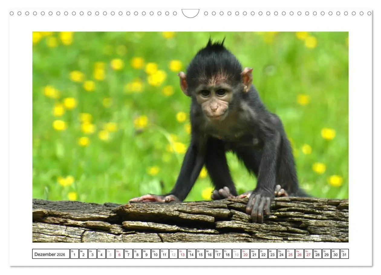 Bild: 9783516233186 | Kleine Schelme - Tierbabys (Wandkalender 2026 DIN A3 quer),...