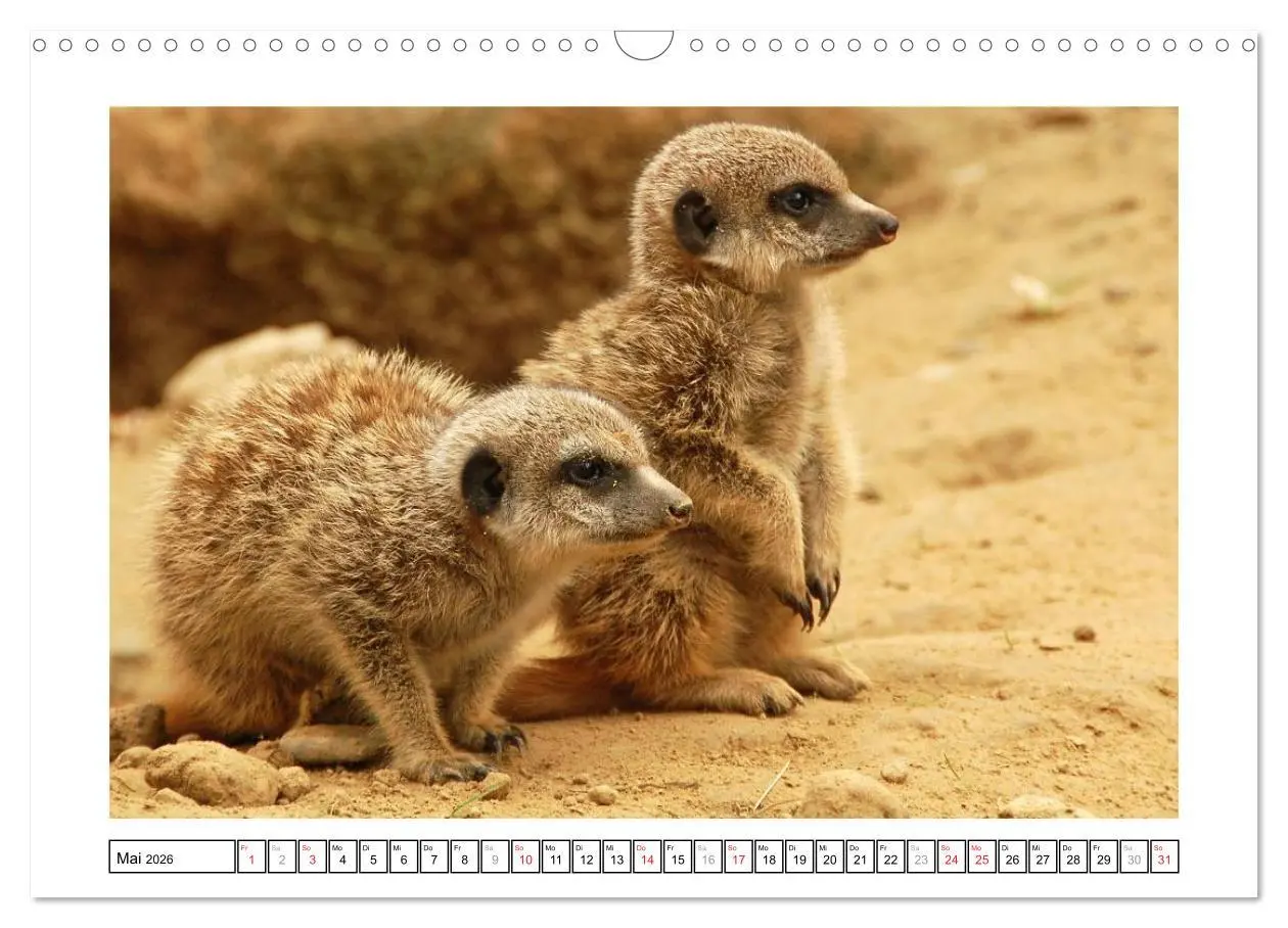 Bild: 9783516233186 | Kleine Schelme - Tierbabys (Wandkalender 2026 DIN A3 quer),...