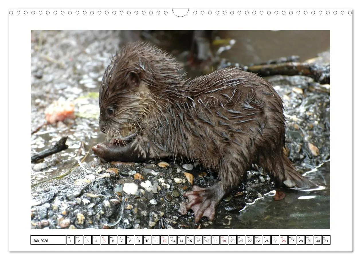 Bild: 9783516233186 | Kleine Schelme - Tierbabys (Wandkalender 2026 DIN A3 quer),...