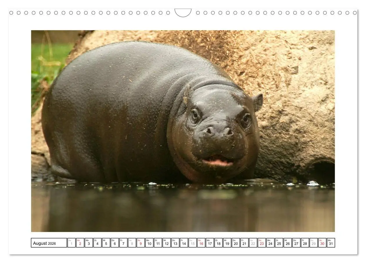 Bild: 9783516233186 | Kleine Schelme - Tierbabys (Wandkalender 2026 DIN A3 quer),...