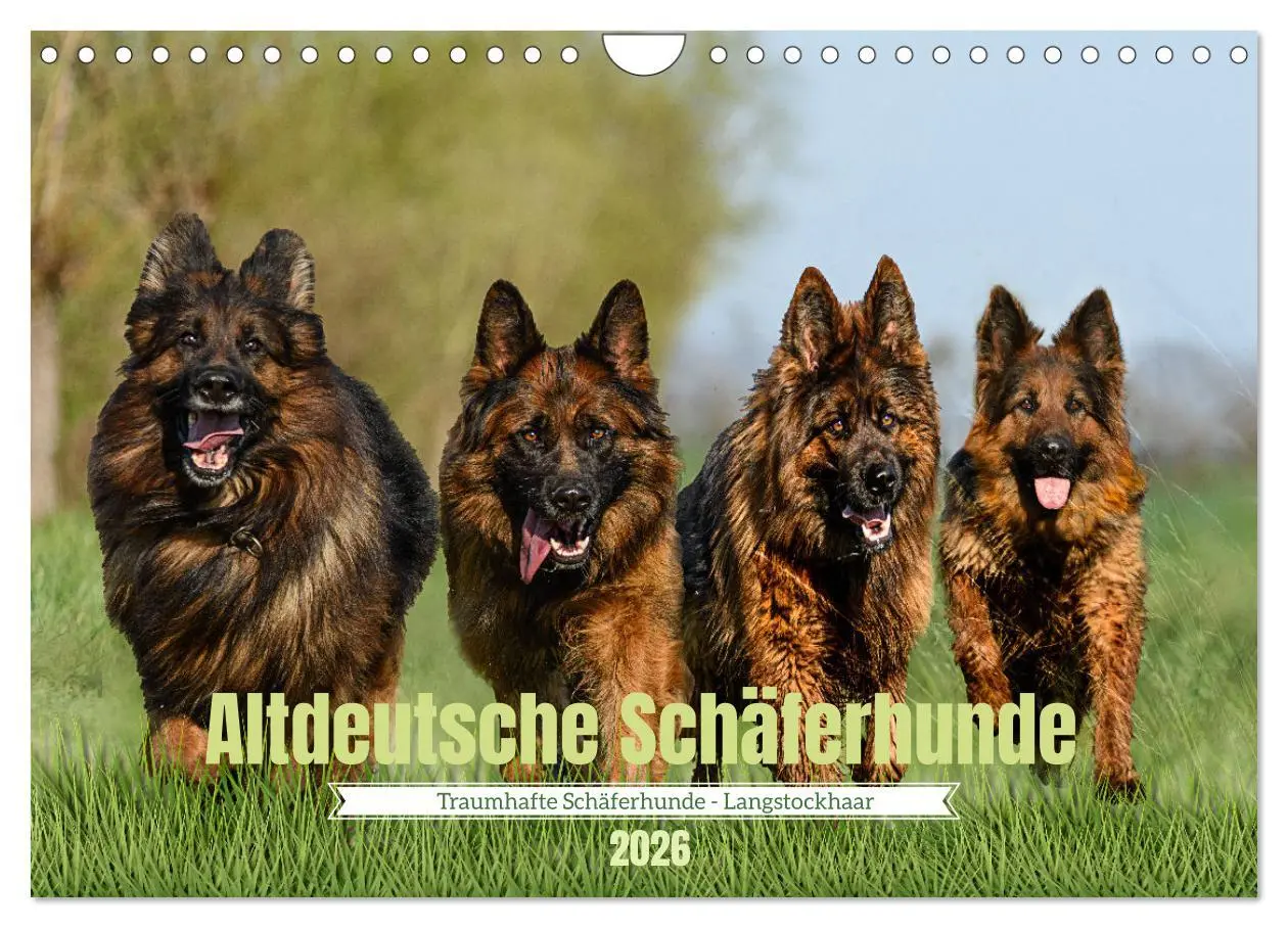 Cover: 9783457373286 | Altdeutsche Schäferhunde - Traumhafte Schäferhunde Langstockhaar...