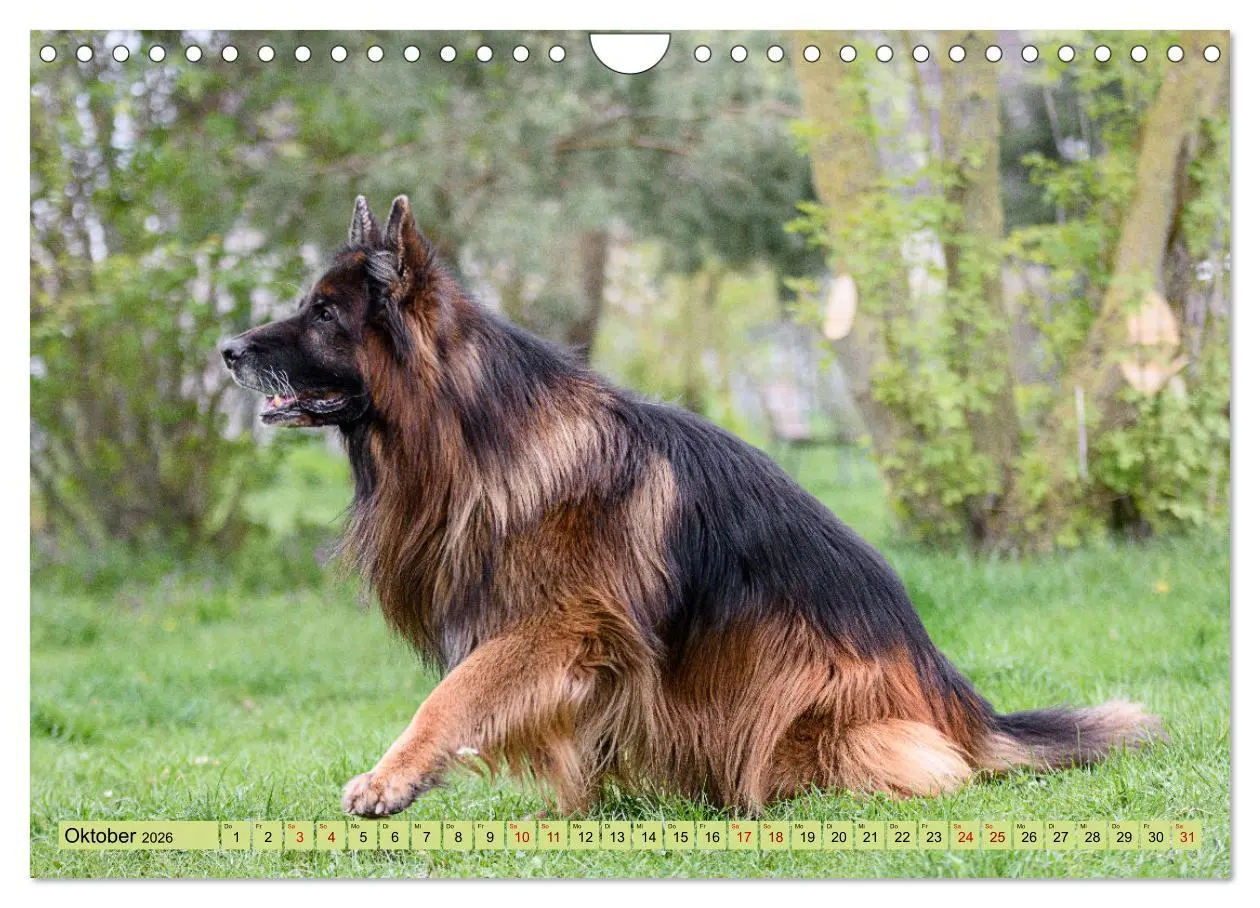 Bild: 9783457373286 | Altdeutsche Schäferhunde - Traumhafte Schäferhunde Langstockhaar...