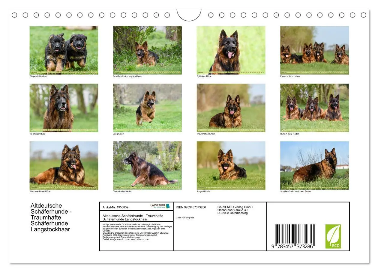 Bild: 9783457373286 | Altdeutsche Schäferhunde - Traumhafte Schäferhunde Langstockhaar...