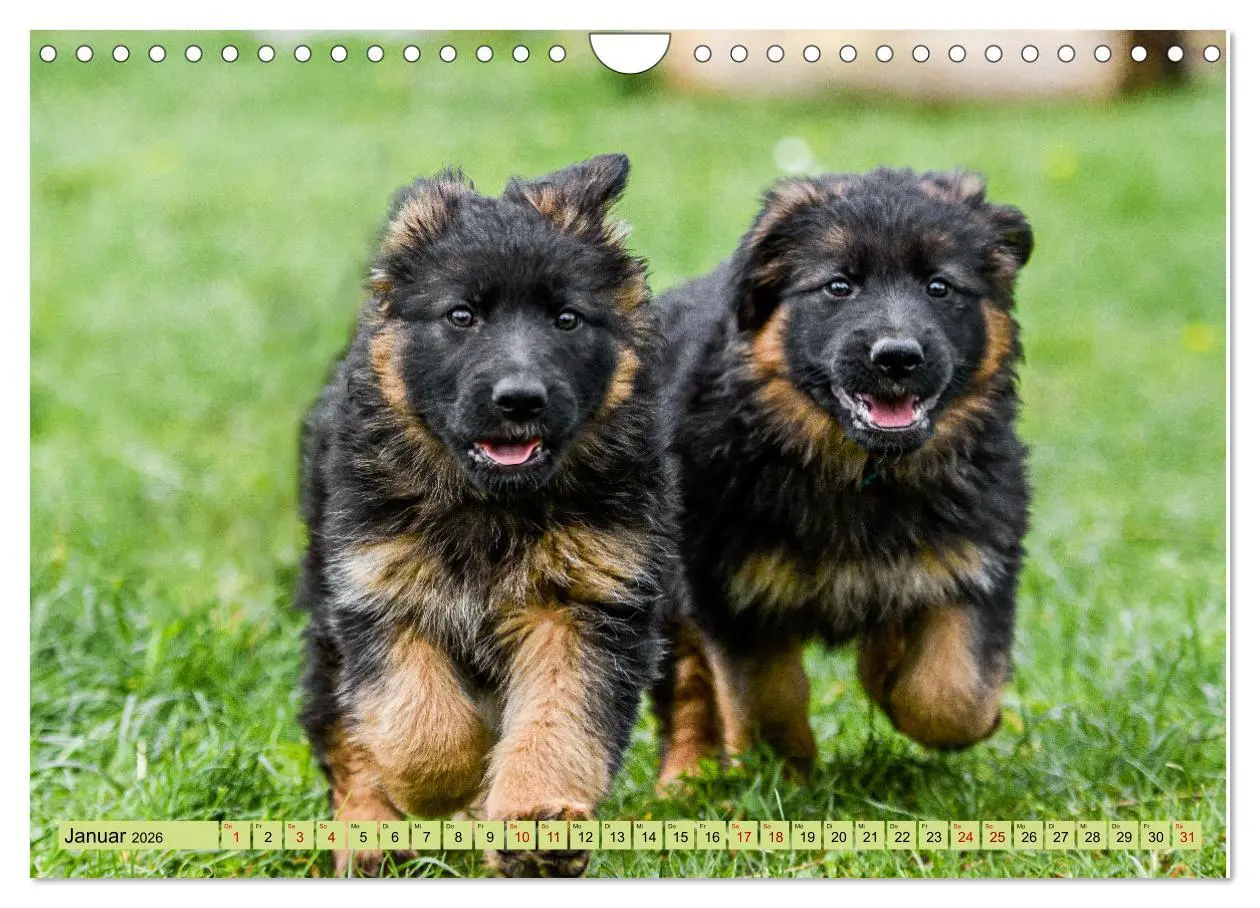 Bild: 9783457373286 | Altdeutsche Schäferhunde - Traumhafte Schäferhunde Langstockhaar...