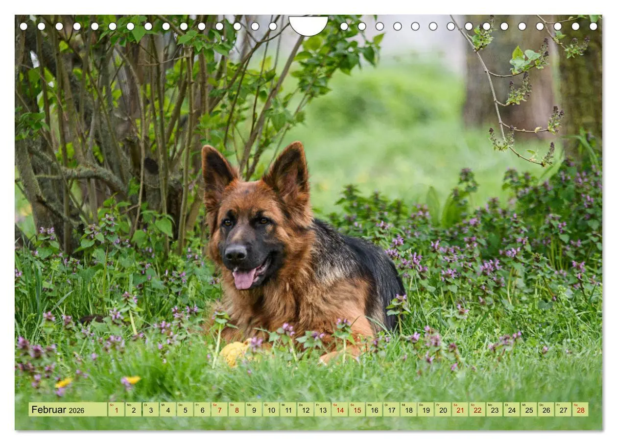 Bild: 9783457373286 | Altdeutsche Schäferhunde - Traumhafte Schäferhunde Langstockhaar...