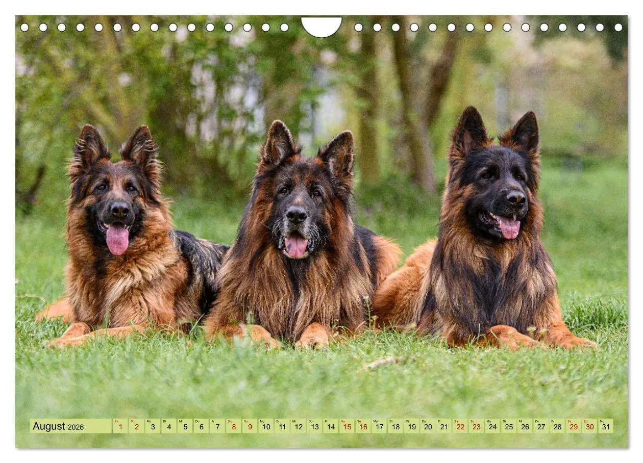 Bild: 9783457373286 | Altdeutsche Schäferhunde - Traumhafte Schäferhunde Langstockhaar...