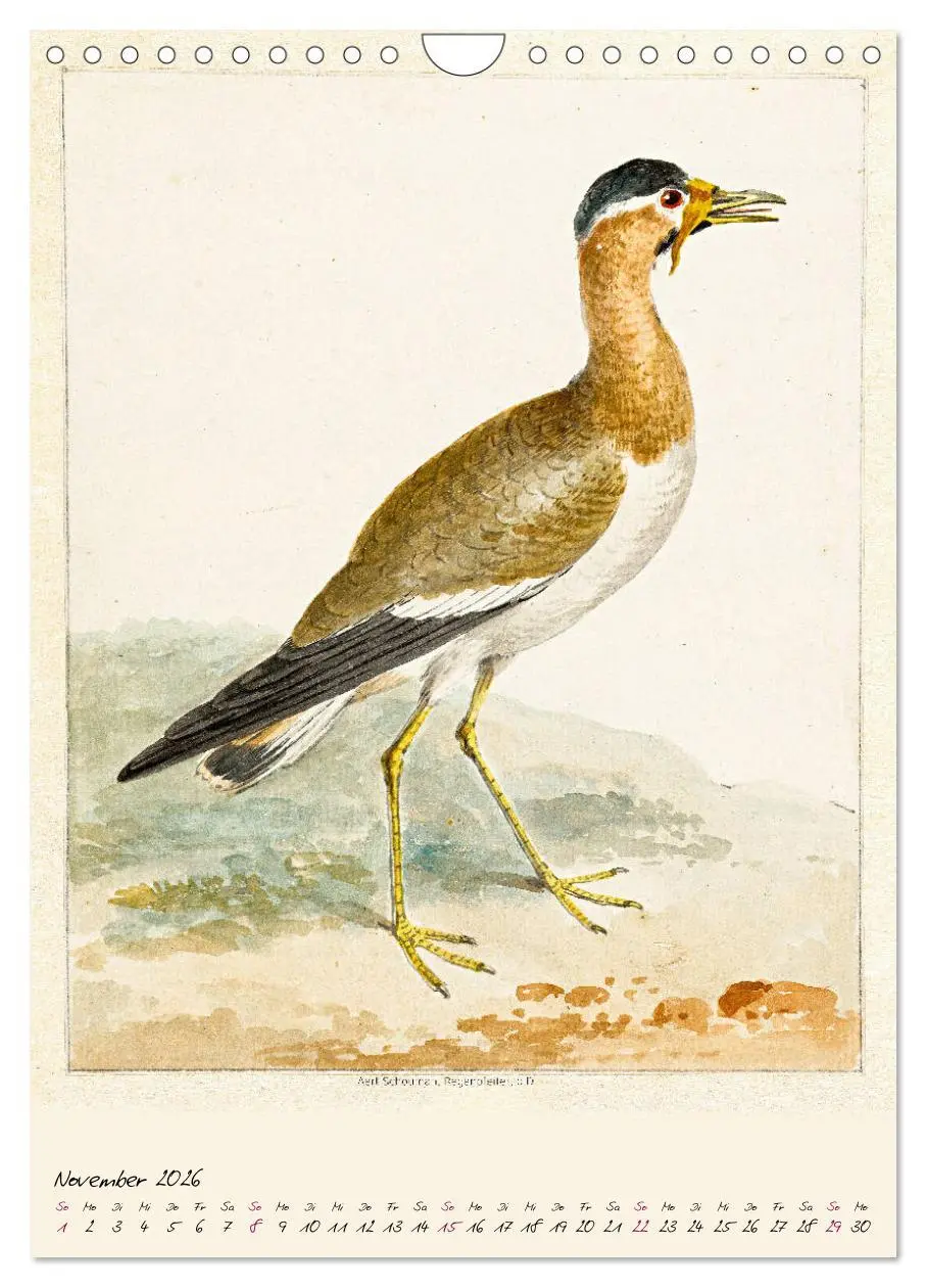 Bild: 9783516393286 | Aert Schouman. VÖGEL (Wandkalender 2026 DIN A4 hoch), CALVENDO...