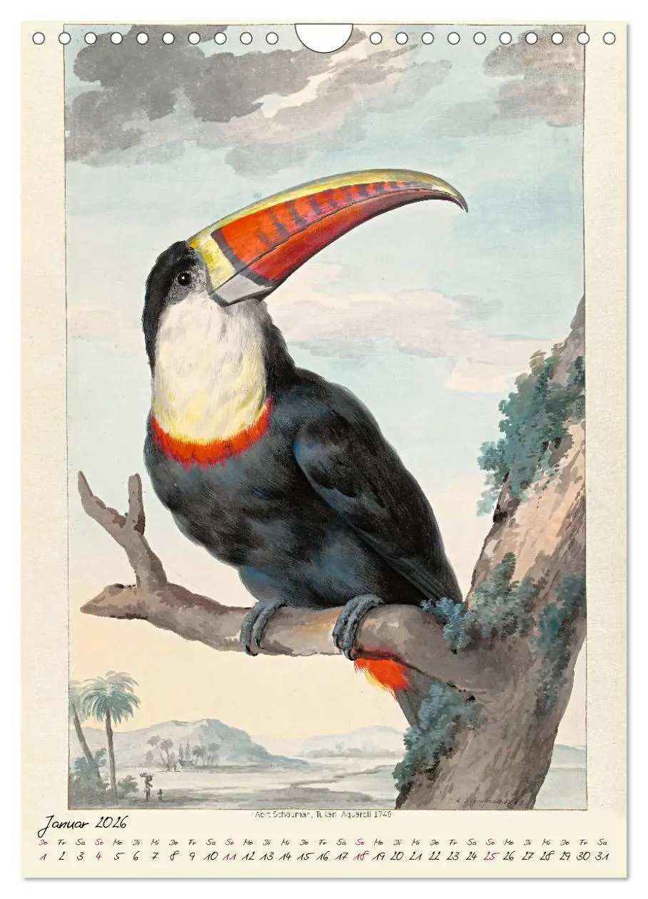 Bild: 9783516393286 | Aert Schouman. VÖGEL (Wandkalender 2026 DIN A4 hoch), CALVENDO...