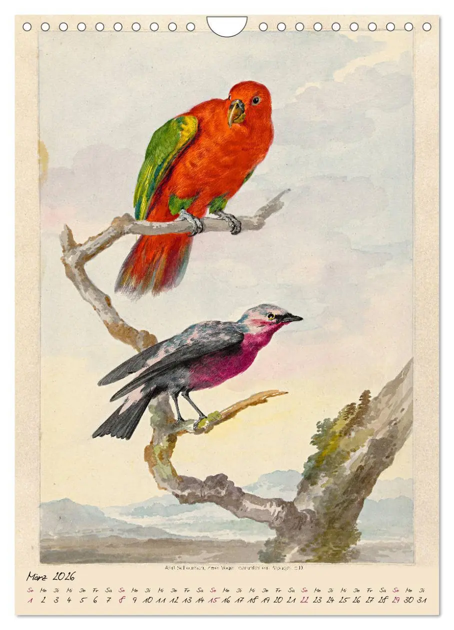 Bild: 9783516393286 | Aert Schouman. VÖGEL (Wandkalender 2026 DIN A4 hoch), CALVENDO...