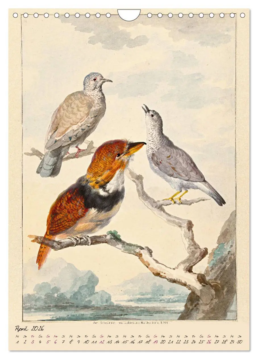 Bild: 9783516393286 | Aert Schouman. VÖGEL (Wandkalender 2026 DIN A4 hoch), CALVENDO...