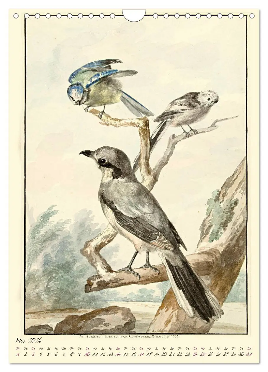 Bild: 9783516393286 | Aert Schouman. VÖGEL (Wandkalender 2026 DIN A4 hoch), CALVENDO...